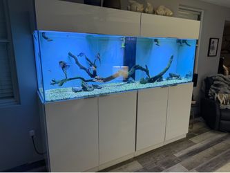 Amazing Saltwater 300gallon Aquarium/Fish Tank