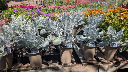Silver Swirl Dusty Miller
