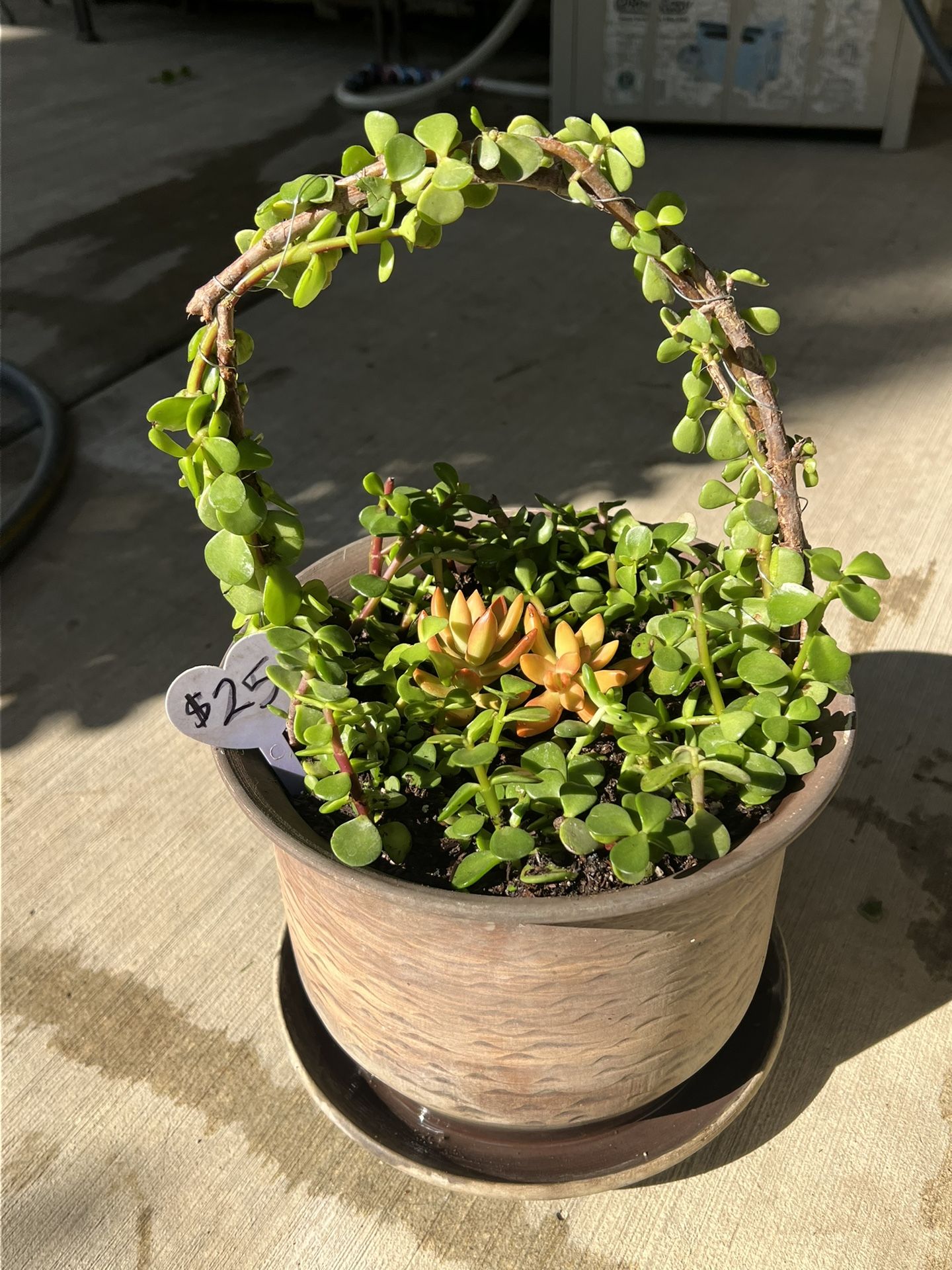 Cute Succulent Planters