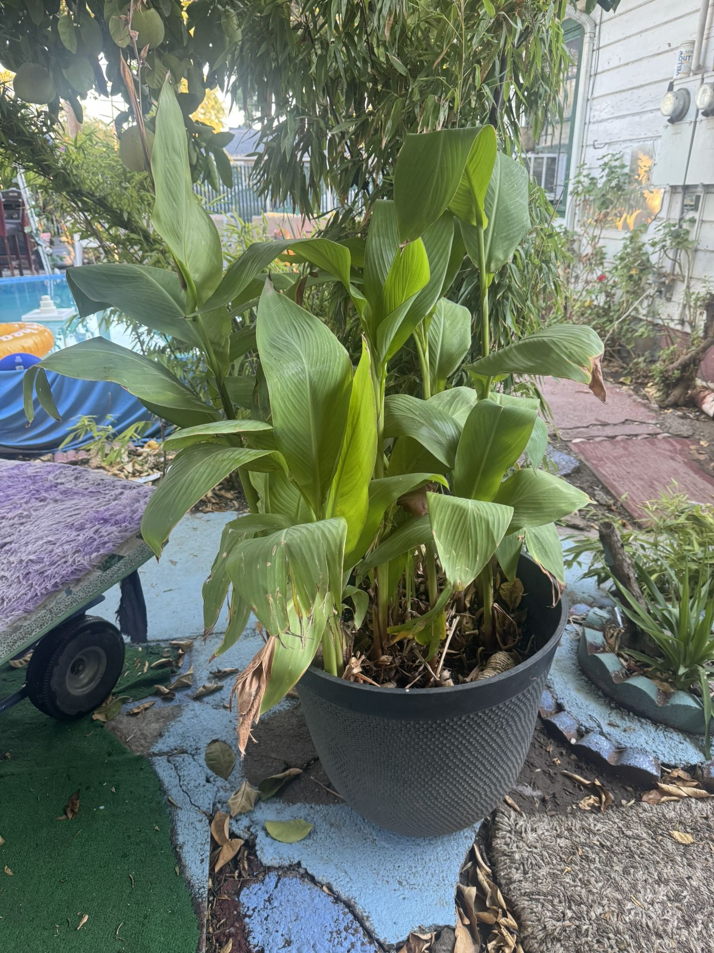 outside Plant 52 Inches Tall $30