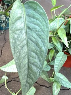 Epiprenum Cebu Blue Plant, X-large size big leaves