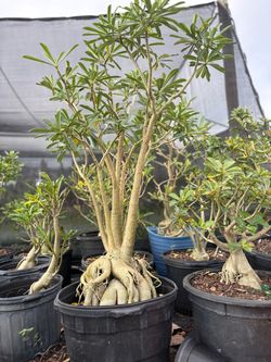 Rosa del Desierto 🌸 – Adenium obesum