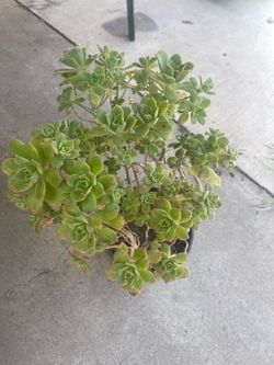 Suculent plant  for garden