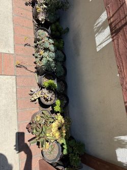 Plantas