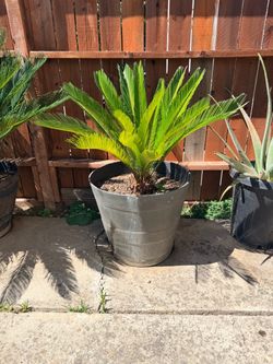Sago Palm in Large Planter Pot