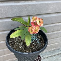 10” Crown Of Thorn