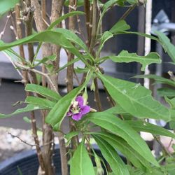 4FT Tall Blooming Flowering Thornless Goji Berry Fuit Plant in 5 Gallon Pot  CASH ONLY  Pick up in Downtown San Jose  Helping my dad list his plant fo