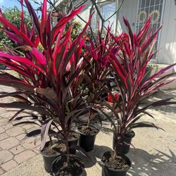 Cordyline Hot Chilli 15$ Each