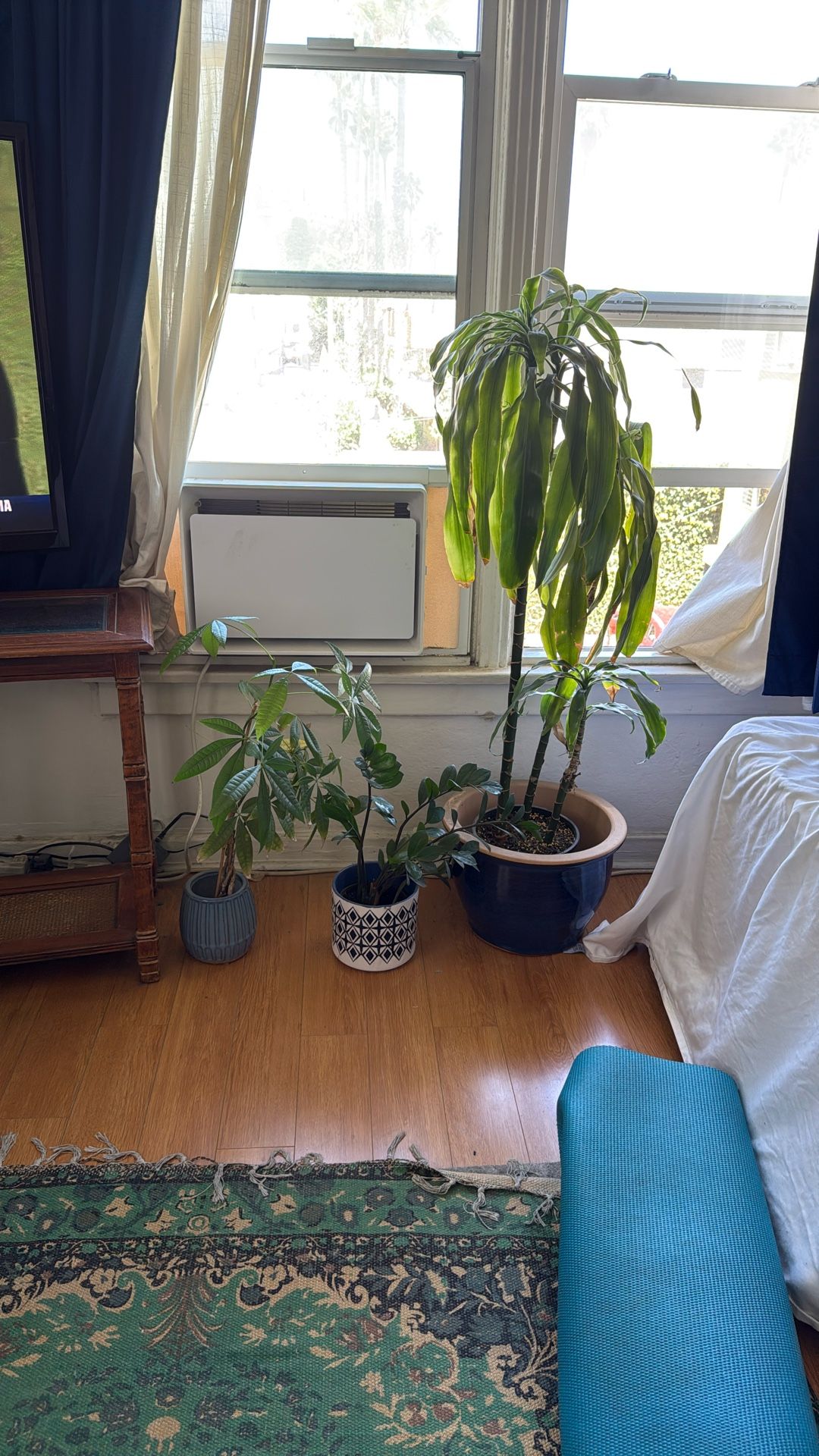 Plants With Pots