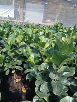 Ficus lyrata plants on sale now $20