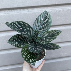 4” Calathea Pinstripe