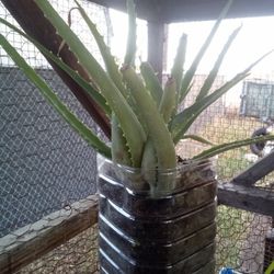 🌱 Rapid Growth Aloe Vera – The “No Stress, All Reward” Power Plant! 🌿