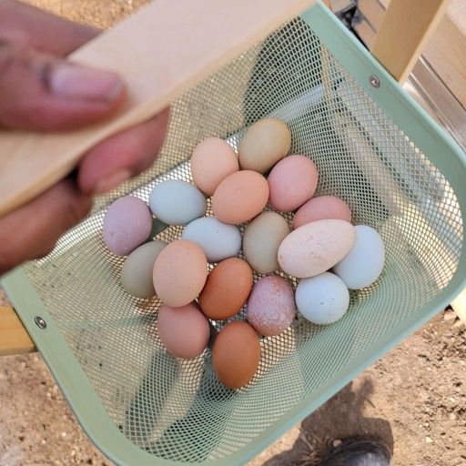 Fresh Eggs