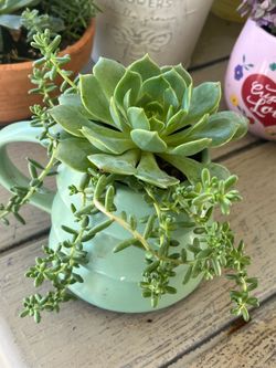 Succulent Plant