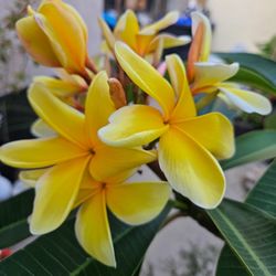 Aztec Gold 5ft