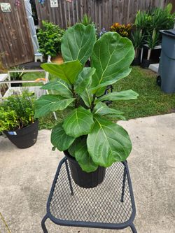 Fiddle leaf