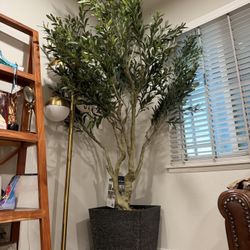 Olive Tree