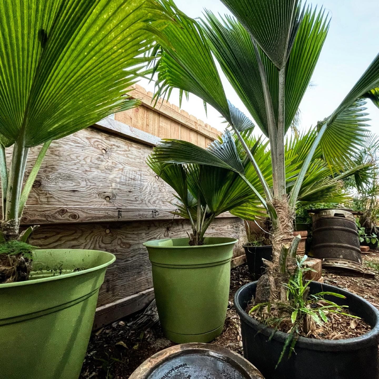 CHINESE FAN PALMS