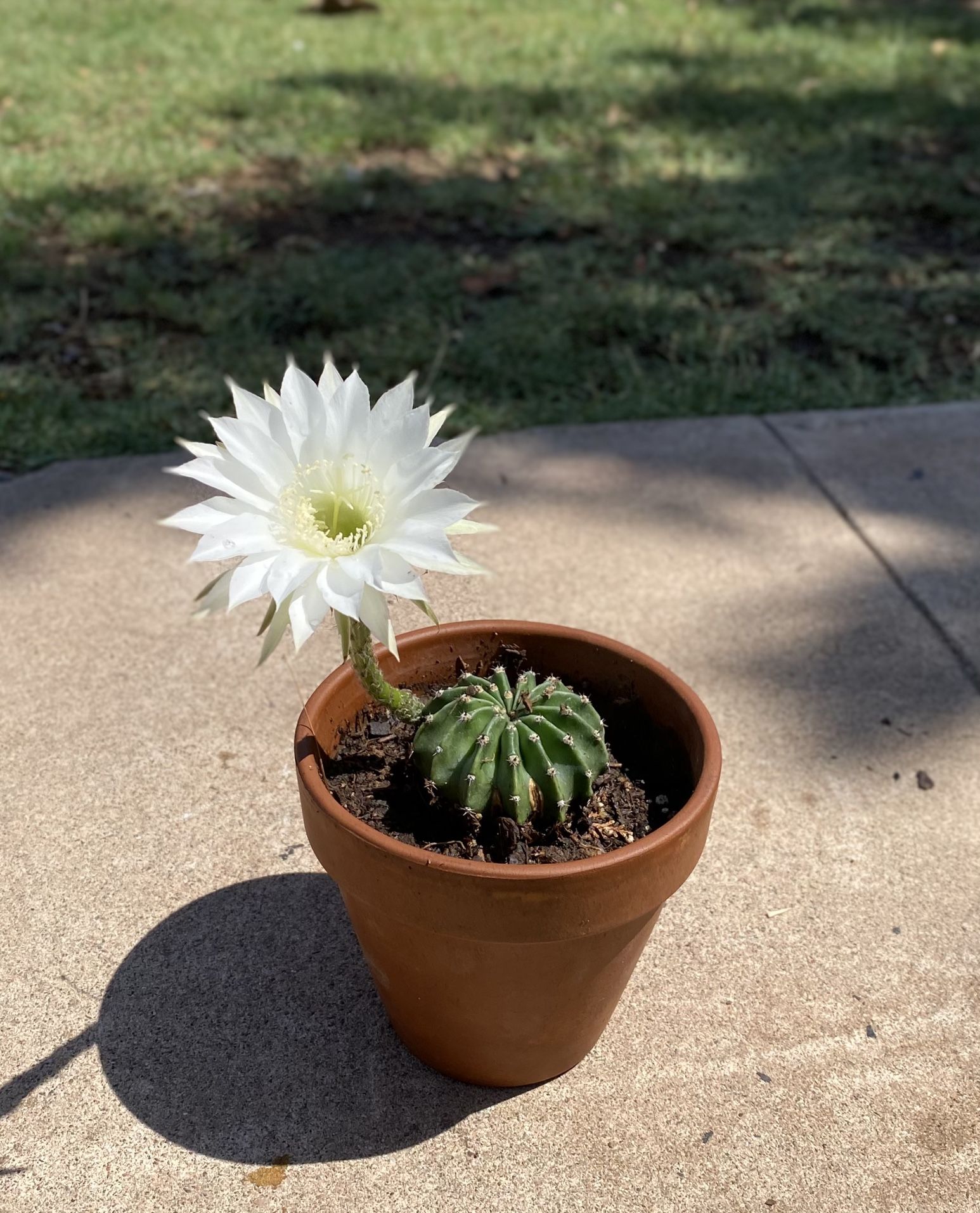 Echinopsis Subdenudata Cactus Plant