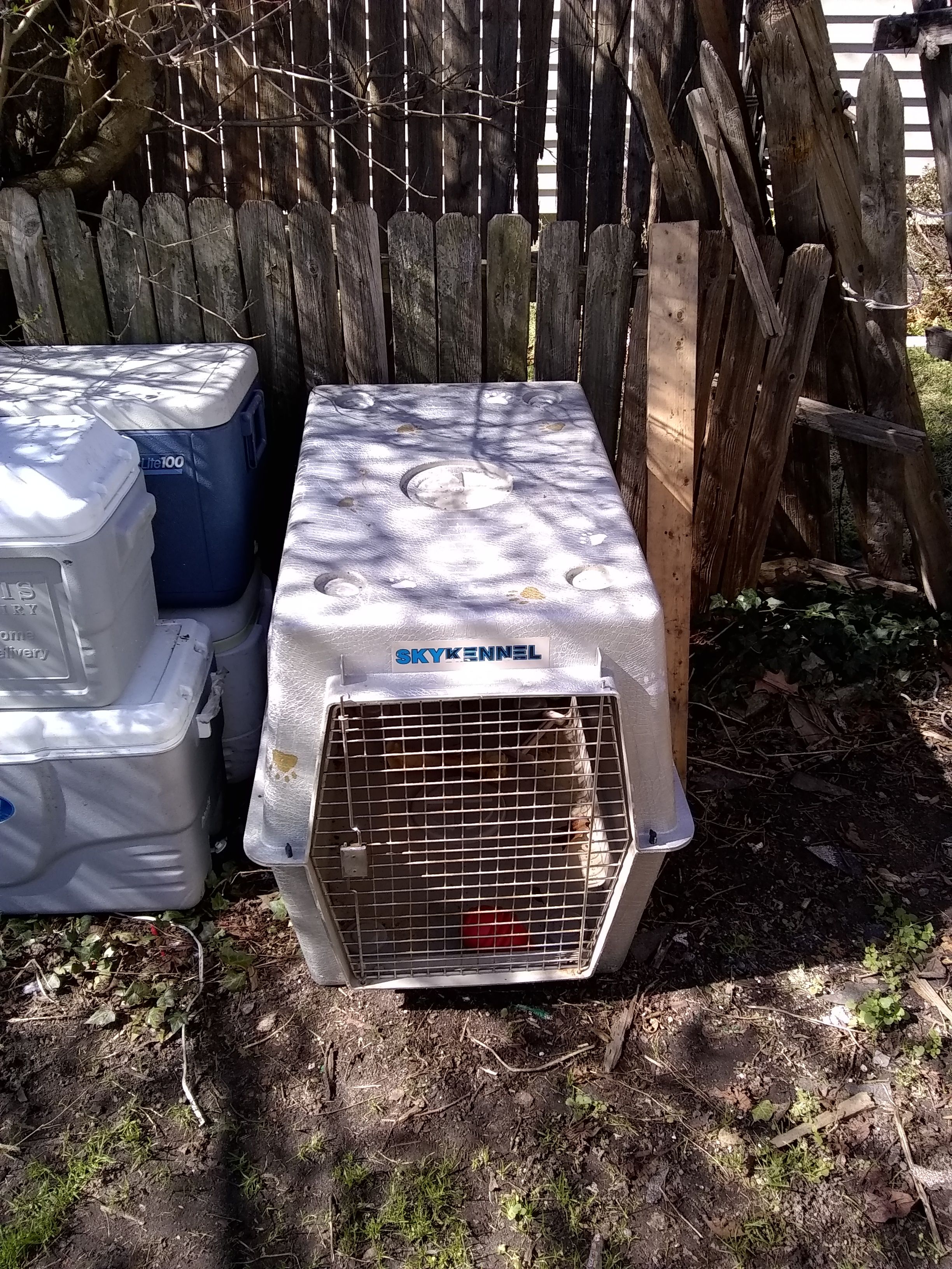XL DOG CRATE/AIRLINE KENNEL