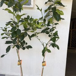 Pomelos Trees 5 1/2 FT $60 Each Price Firm
