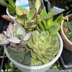 Dish garden Succulents In 6” Clay Pot. SPECIAL PRICE 🤩