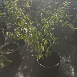 Peach Trees 