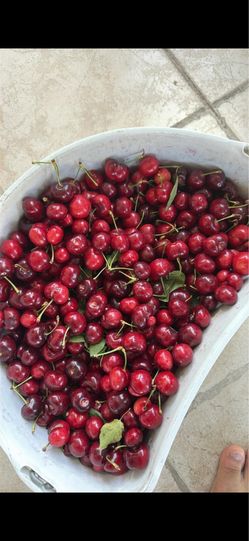 Cherries for sale