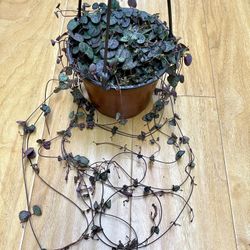 String Of Hearts Full And Cascade