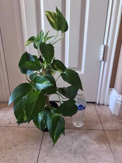 Beautiful healthy living house plant - potho