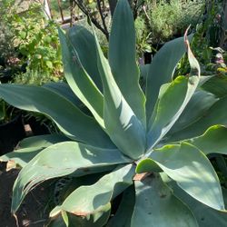 Agave Succulent