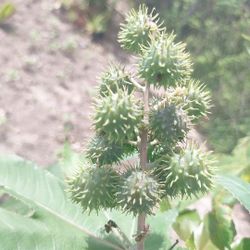Green Castor Seed| Palma Christi Seed for Sale in Oakland Park, FL - OfferUp