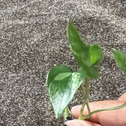 Variegated Epi Albo Three Leaf Small Plant Cutting With Roots 
