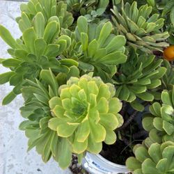 Mountain Flowers 5 Gallon Pots, Each For $15