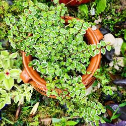 Beautiful Swedish Ivy  6 Inches Pot 