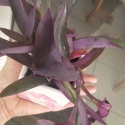 Square small porcelain w/Purple Queen $3.