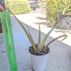 Aloe Plant 4