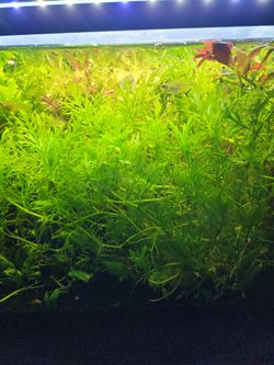 Live aquarium plant - water wisteria
