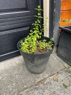 Spearmint Plant & Pot