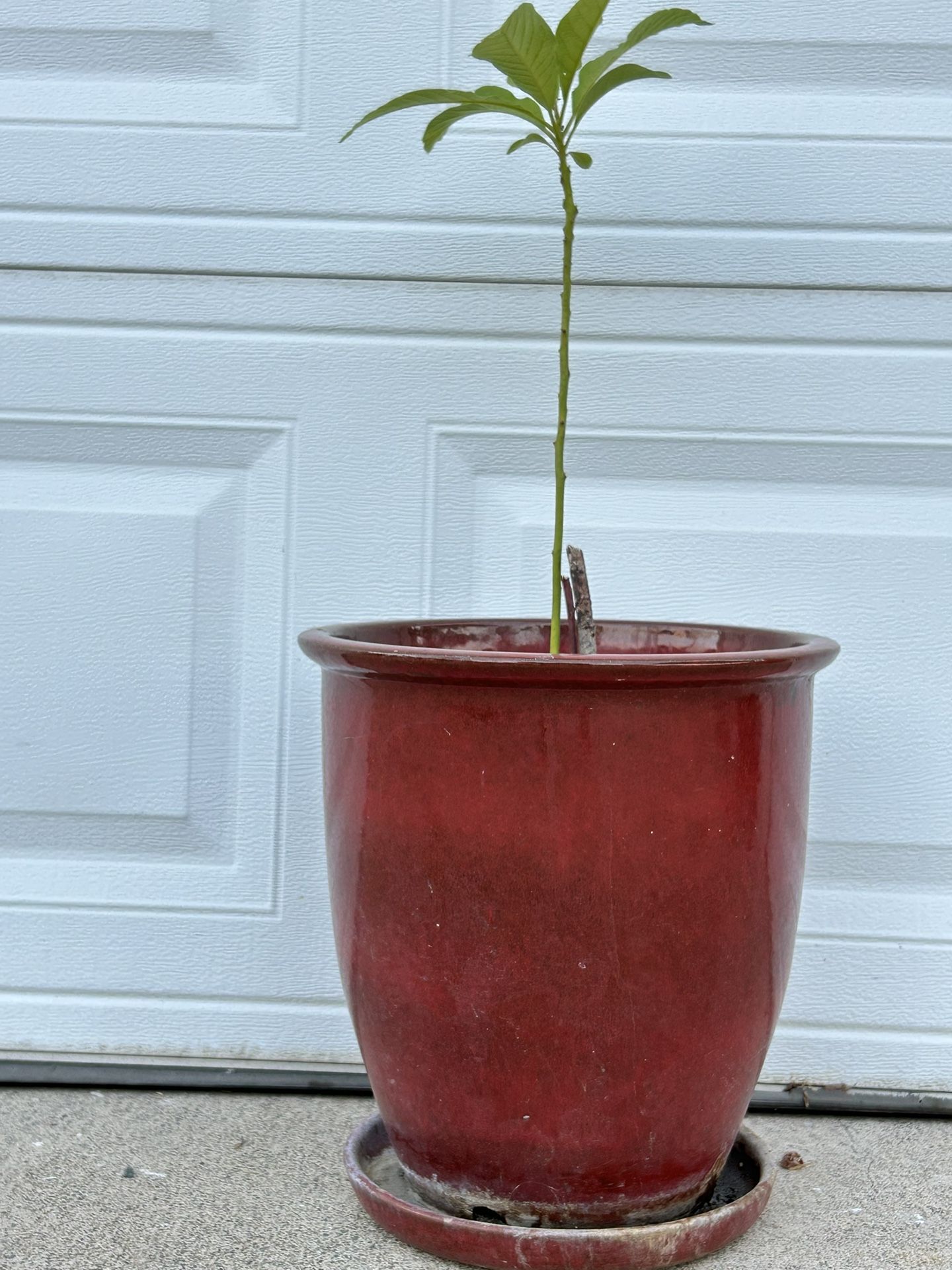 Pot 🪴 13” Plant