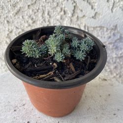 4 Inch Pot Succulent Plant- Sedum Hispanicum  - Blue Carpet - Live Succulent - Rooted & Stablished - Drought Resistant - 🪴