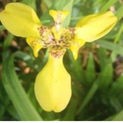 Iris Yellow Florida Landscape plant Blooms All year