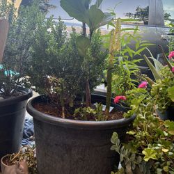 Plant With Case 3 In 1 