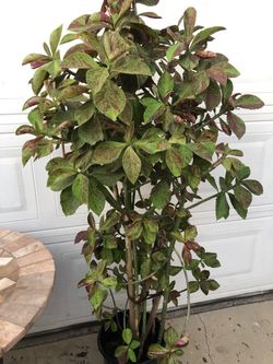 MILK BUSH PLANT OR LECHERO AFRICAN PLANTS FULLY ROOTED