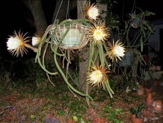 12" PTERANTHUS Gloriosa Cactus CUTTING