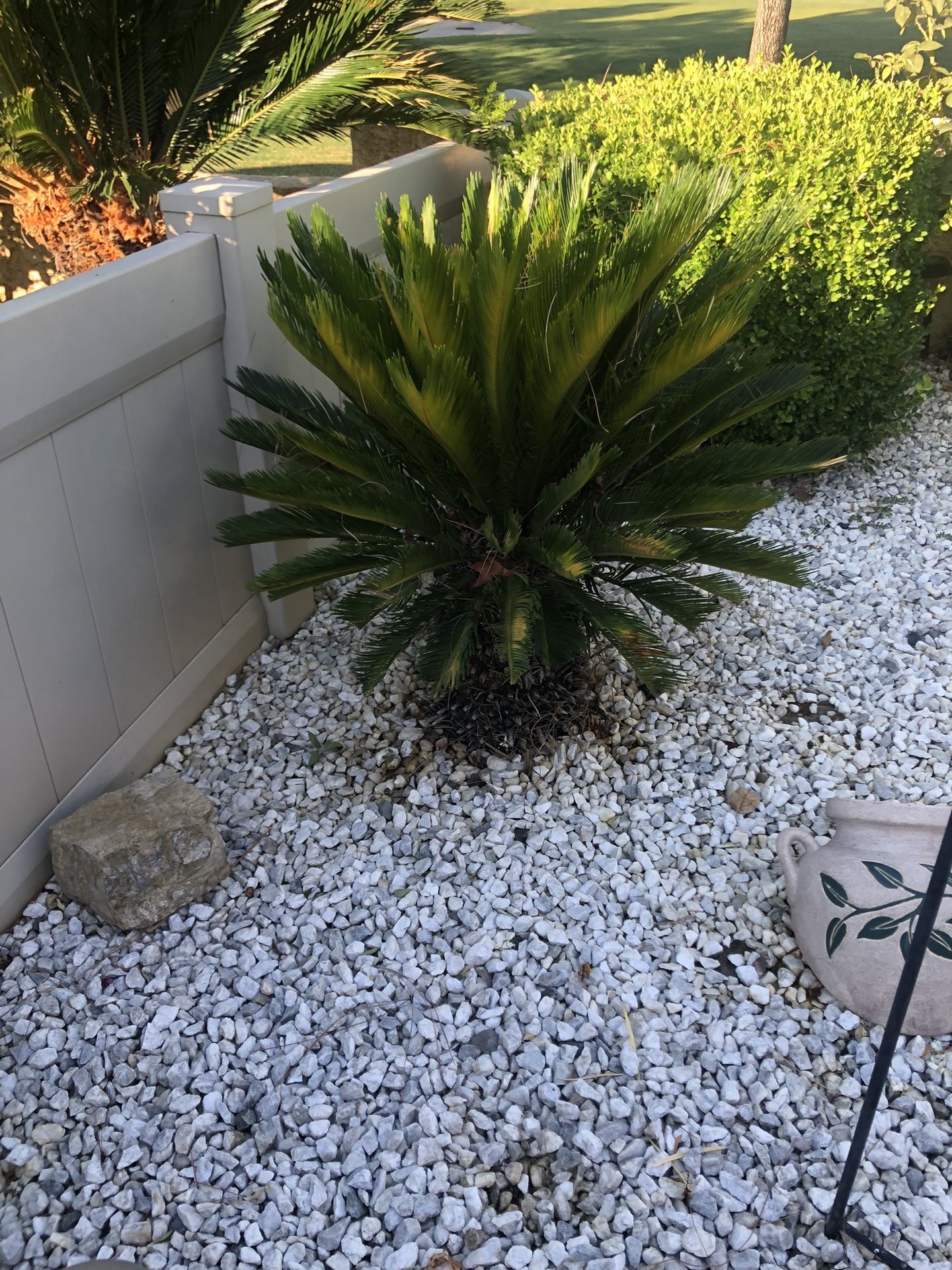 Sago Palms For Sale