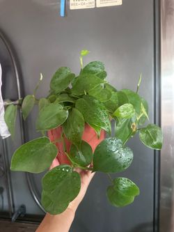 Heartleaf philodendron