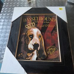 Basset Hound Pic