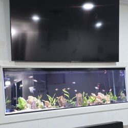 125 Gallon Aquarium 