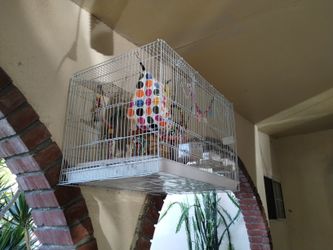 Bird Cage
